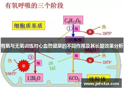 有氧与无氧训练对心血管健康的不同作用及其长期效果分析